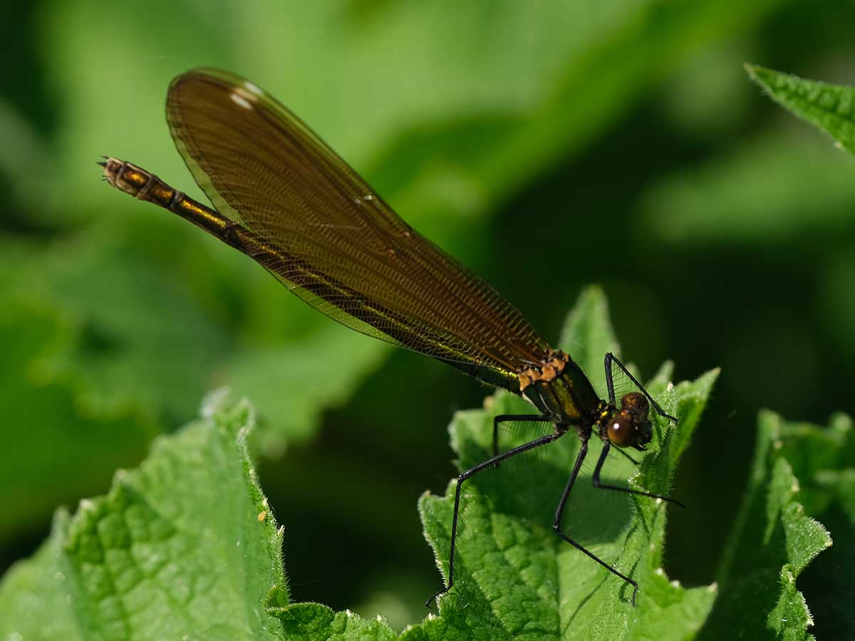 Calopteryx_virgo